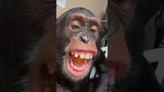 What Is Limbani The Chimpanzee Eating?