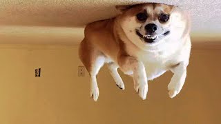 Awesome Funny  Dogs And Cats    Funniest And Cute Pet Videos