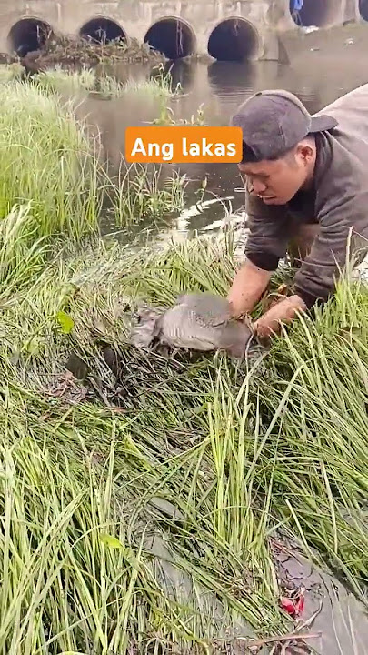 NAKASIKSIK lang sa damohan😱‼️ang lakas PUMUSAG‼️ #fishing #viralvideo #river #catchingfish