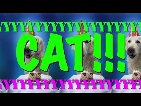 happy-birthday-cat!---epic-happy-birthday-song