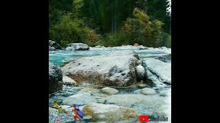 masteran trending viral sogon isian Tengkek udang