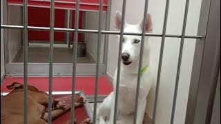 Oni-white 3y A789666 Macaroon 3y A877818 kennel 122 PACC shelter needs time 2 be ok by me20250817464