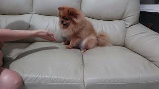 Pomeranian Tricks | My Dogs Intelligence  Pomeranian is a smart dog | Pomeranian Daily松鼠博美|狗狗日常