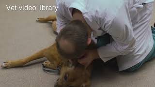 Canine General Physical Examination | for clinic owners