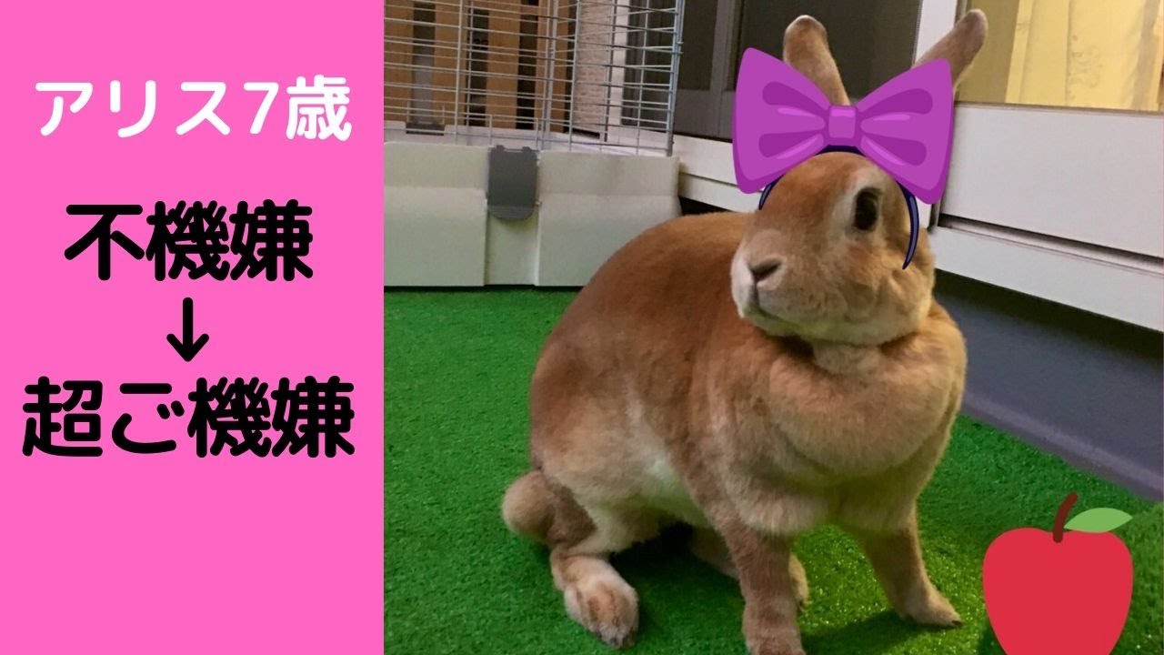 睡眠導入bgm うさぎと一緒に睡眠導入 5分間で眠ろう Sleep Introduction Music Youtube