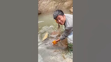 Lần đầu tiên trong cuộc đời tôi bắt được con cá đuối này| Review bắt hải sản #shorts #sanbathaisan