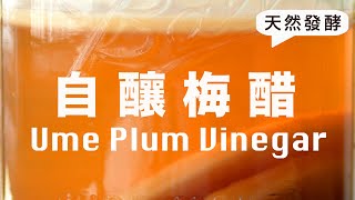 青梅醋【 極品水果醋 】時間釀造美味魔法 How to make Ume Plum Vinegar from Scratch @beanpandacook
