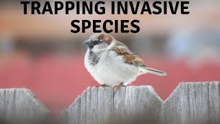 Trapping House Sparrows