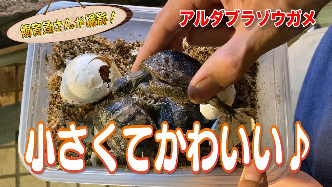 アルダブラゾウガメの誕生、全部見せます！ - YouTube