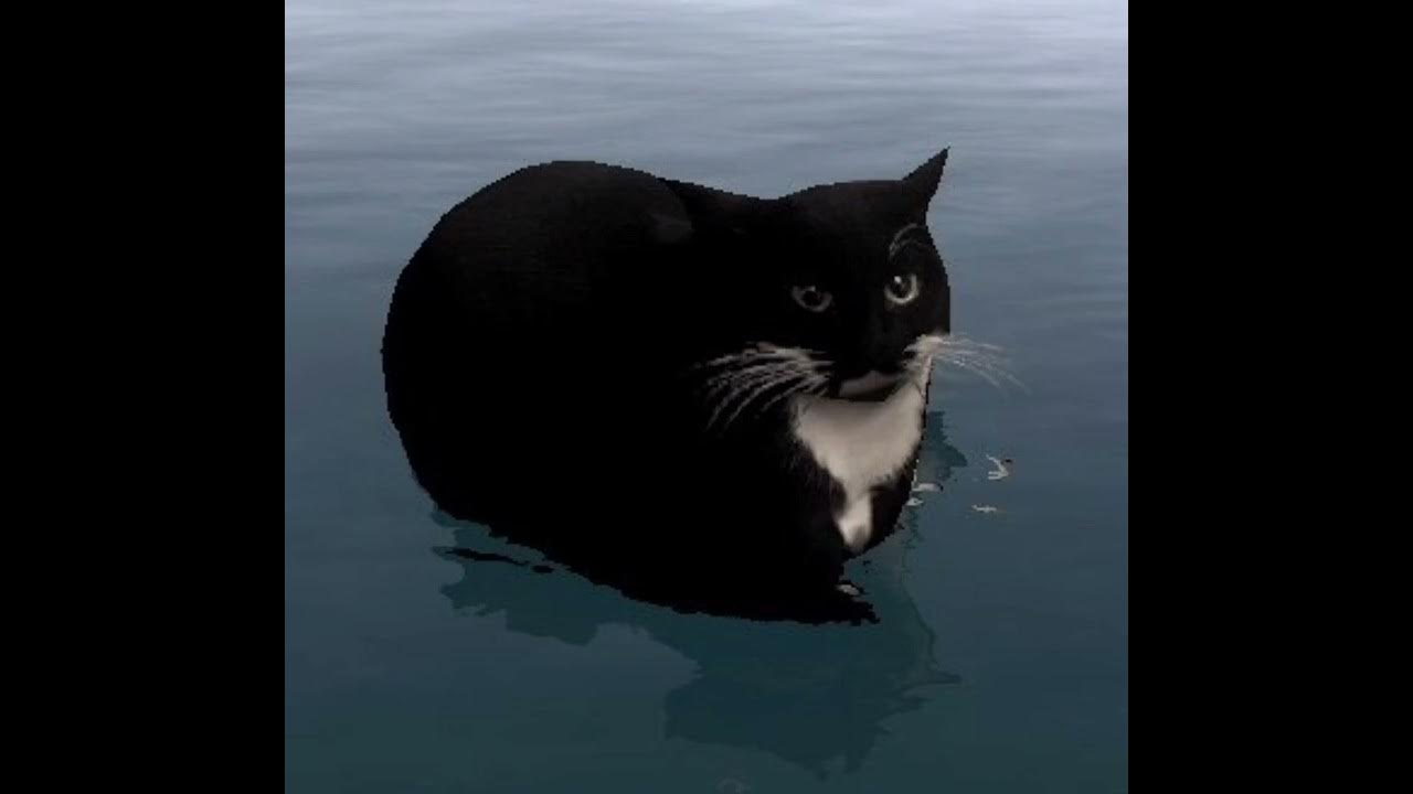 Cat sitting on water YouTube