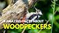 The Fascinating World of Woodpeckers ile ilgili video