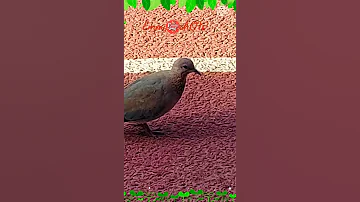 يمامة فوق السجادة الحمراء بصوتها المميز Yamama Voice 
