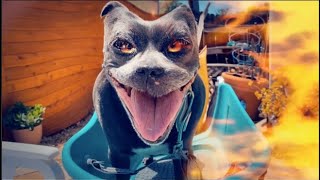 HALLOWEEN ANIMALS - Scary Dog Halloween - HALLOWEEN 2022 by WineFamTV 39 views 1 year ago 1 minute, 31 seconds