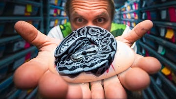 CUTTING A SNAKE CLUTCH WITH A SILVER AND BLUE BALL PYTHON BABY!! | BRIAN BARCZYK