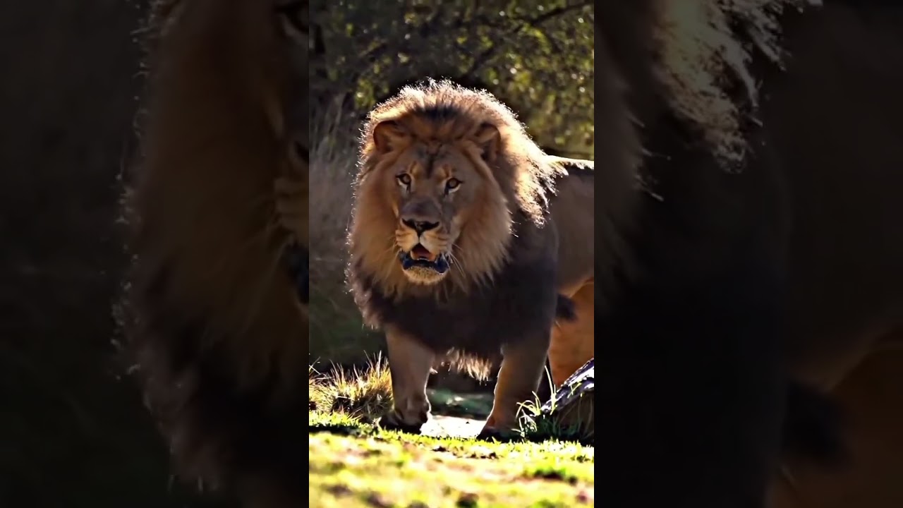 I AM COMING. BGM .SOUND #loin #THE KING OF THE JUNGLE #vairalvideo #shortvideo #shorts #vairal #king