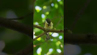 Carbonero comúnEl carbonero común es una especie de ave paseriforme de la familia de los páridos