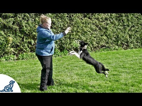 वीडियो: ब्लैक डॉग सिंड्रोम: क्या यह कुत्तों के लिए आता है जब लोग कलर ब्लिंड हो सकते हैं?