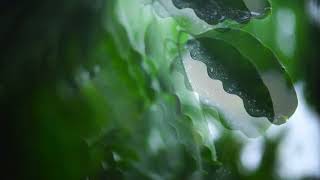Rhythmic patter of rain, resonant rumble of thunder, a calming symphony for a stormy night.