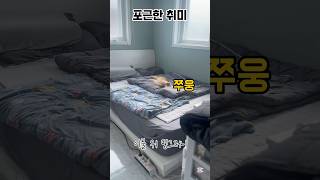 고양이의 요즘 취미 #고양이 #cat #취미