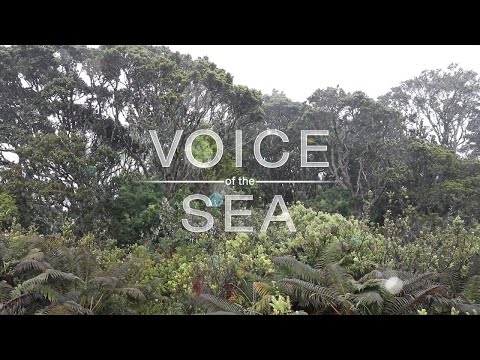 Native Forests - Samoan Ulutala - VOS6-6