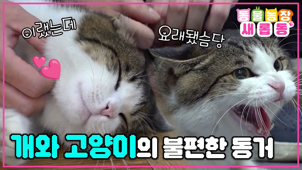 [#새롭동물농장] 정육점 터줏대감 방울이🐱 VS 굴러 들어온 돌 남천이🐶 둘의 불편한 동거! 친해지길 바래🥲 #TV동물농장 #AnimalFarm #SBSstory /EP.1146