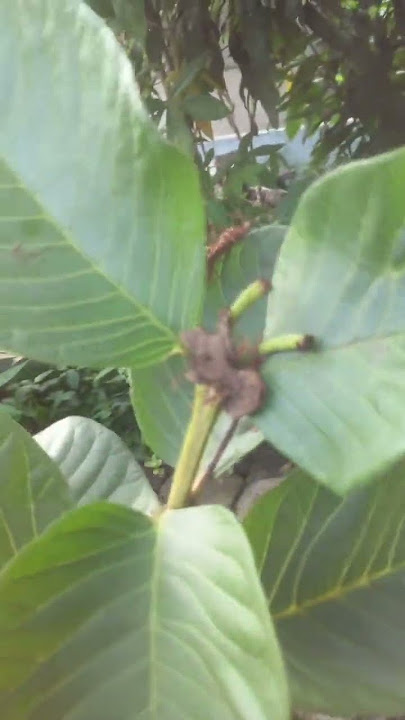 Sulitnya membuahkan Jambu Sukun Merah