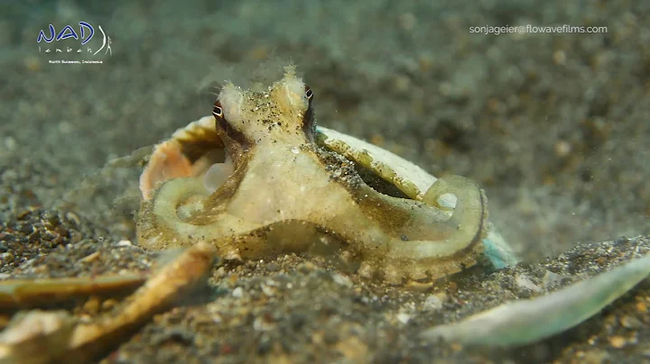Coconut Octopus building a new house!