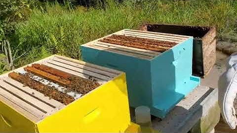 Installing 3 Nucs on our FARM!🐝 #Nucs #bees #Farm #honey