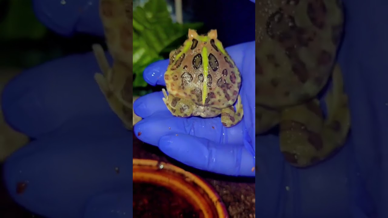 lunchbox pretty and cute 