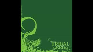 Tribal Seeds - Lost Paradise