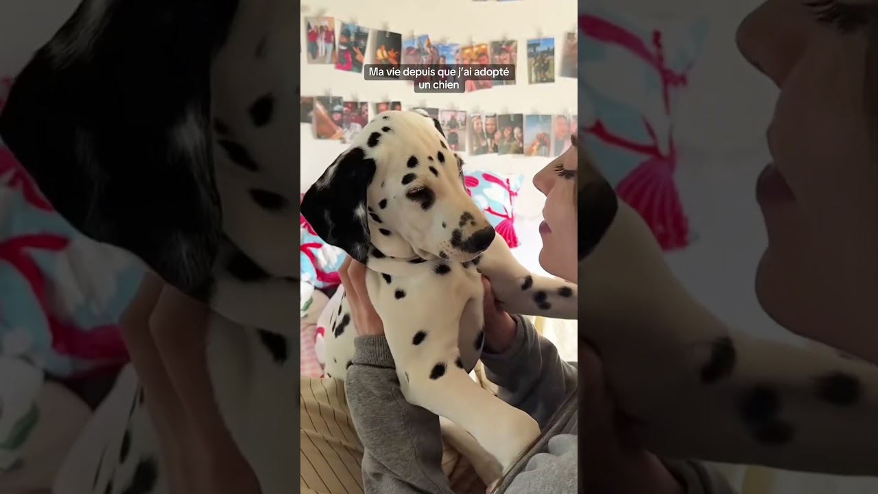 Ma vie depuis que j'ai adopté un chien #pourtoi #foryou