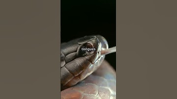 Fascinating facts about snakes you should know! #dailyfacts #facts #snake #animals #music