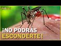 Est es la razn por la que los mosquitos te pican