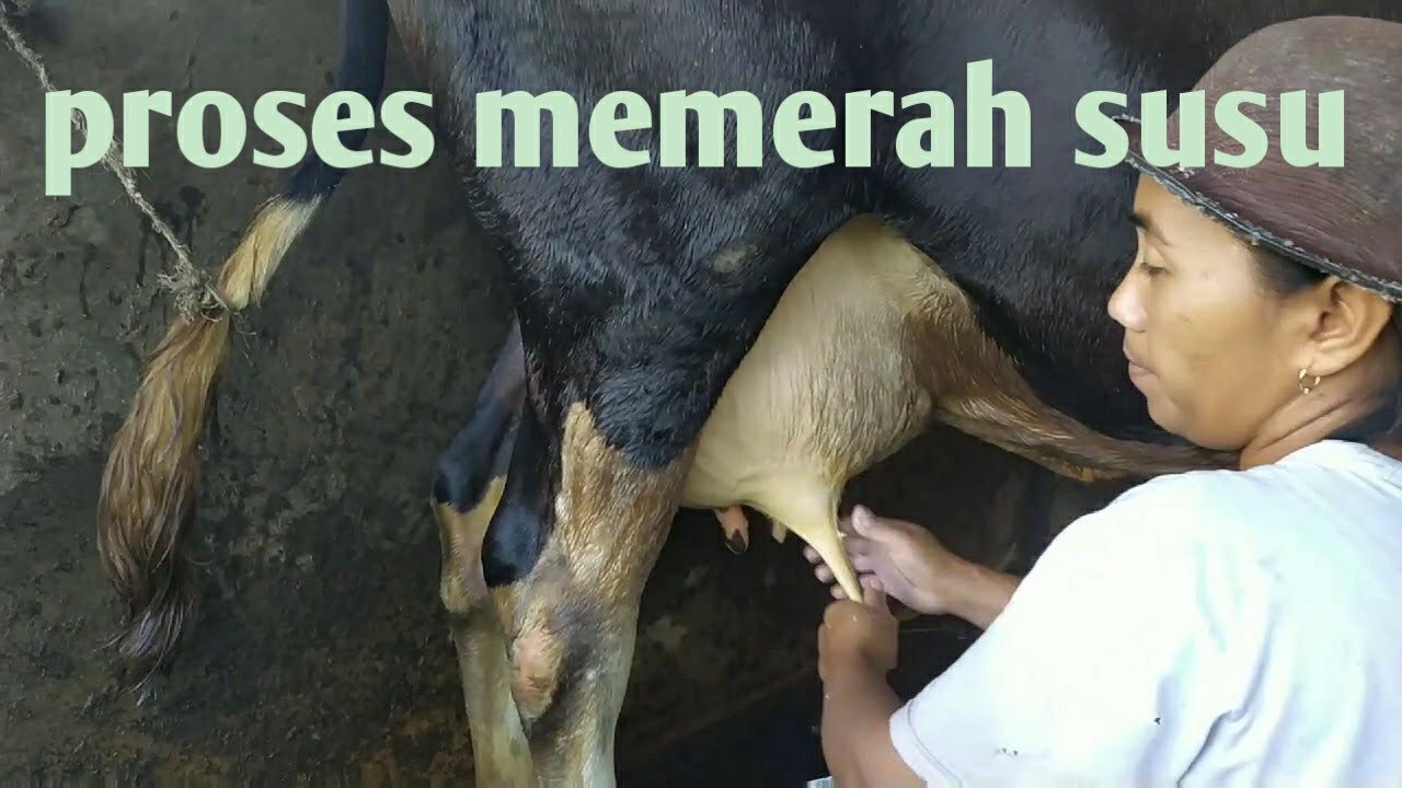 Cara memerah sapi perah 