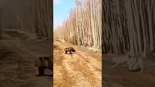Дикий кабан против опытных охотников — напряжённая охота и удивительные кадры