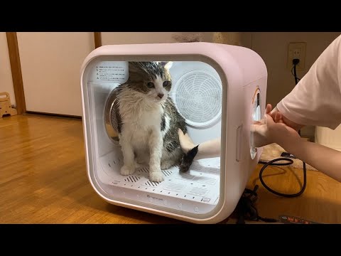 意外と大人しくドライヤーで乾かされる猫【ゆずぽんだより】