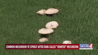 What are those white mushrooms in your yard after the rain?