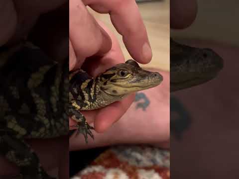 Can T Get Enough Of This Little Sound Asmr Alligator Gator Baby Babygator Reptile Dino Dinosaurs