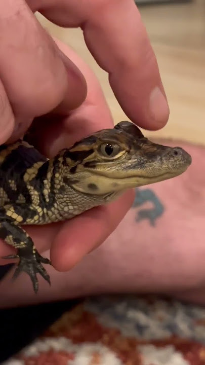 Can’t get enough of this little sound #asmr#alligator#gator#baby#babygator#reptile#dino#dinosaurs
