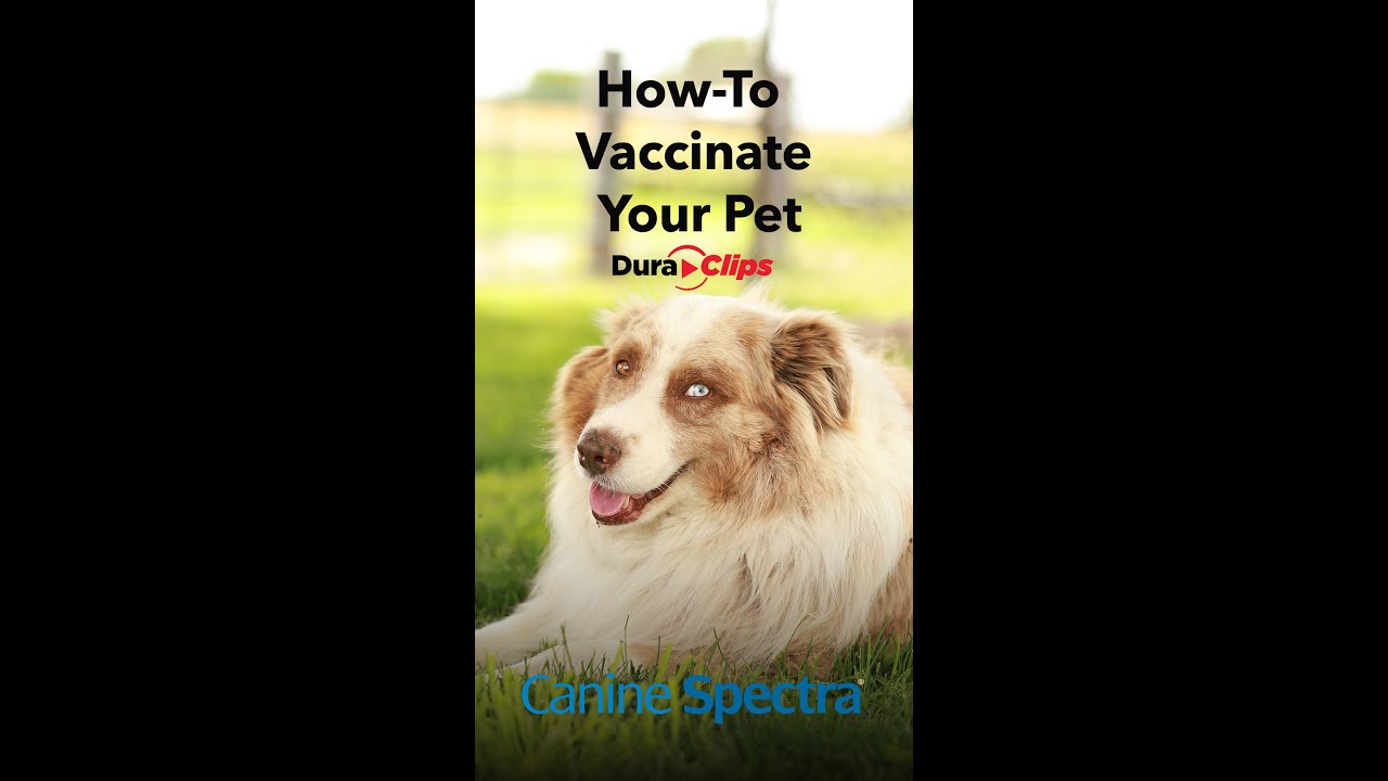 How Often Do You Need To Vaccinate Your Dog Against Rabies How Often Do You Need To Vaccinate Your Dog Against Rabies