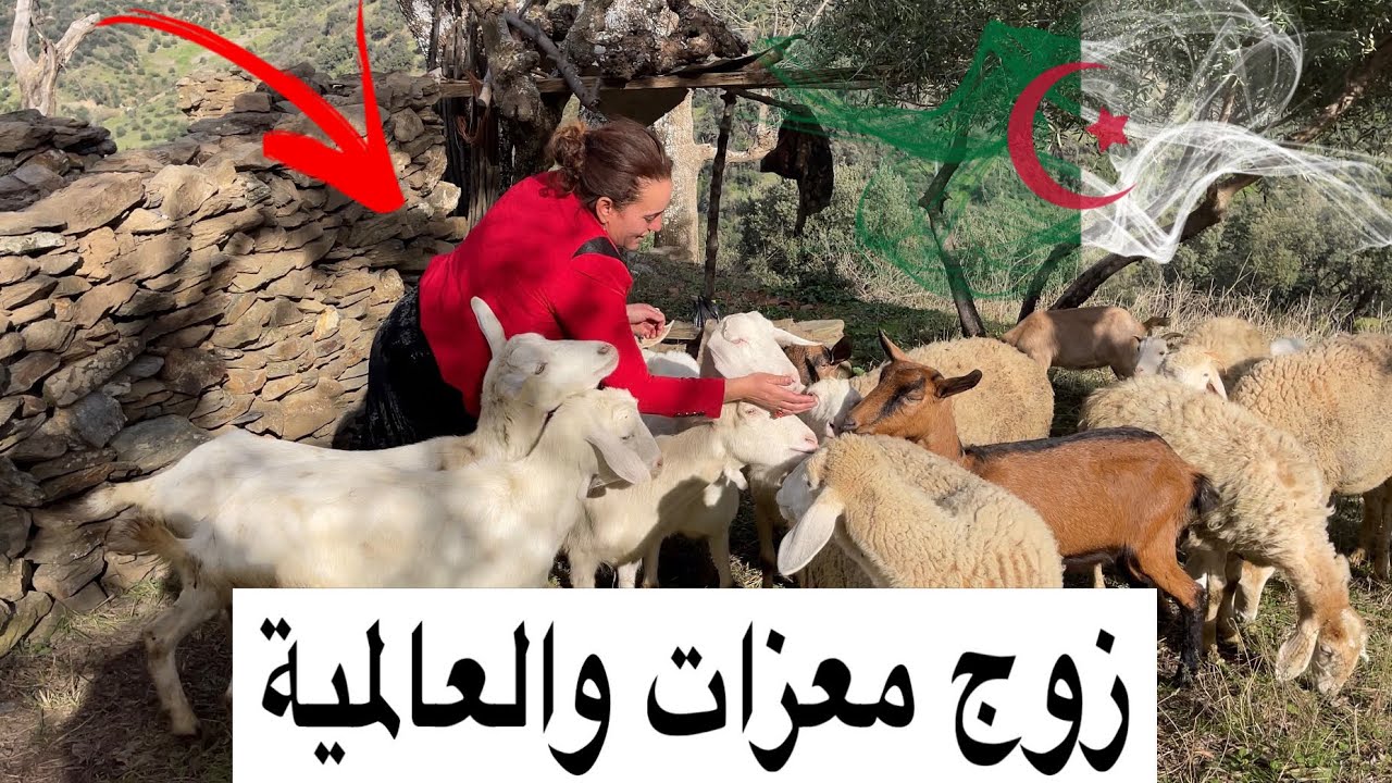 إمرأة تبدأ مشروعها بعنزتين فقط و تتحدا الصعاب شاهد الى اين وصلت الحلقة الأولى من الجزء 3