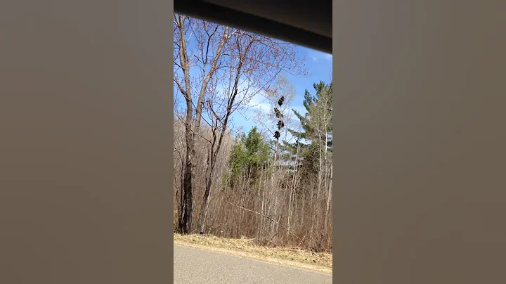 Four bears in a tree