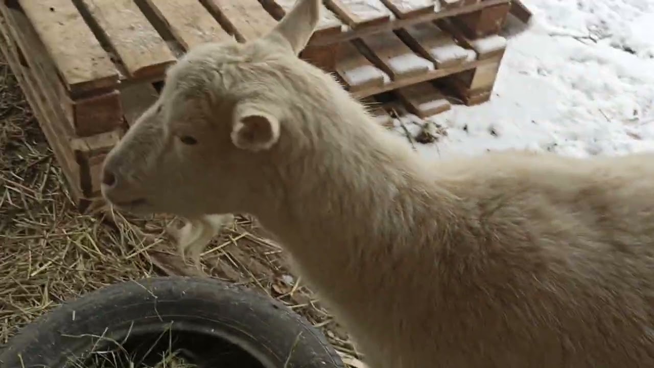 Yulka eshakda sikiladi