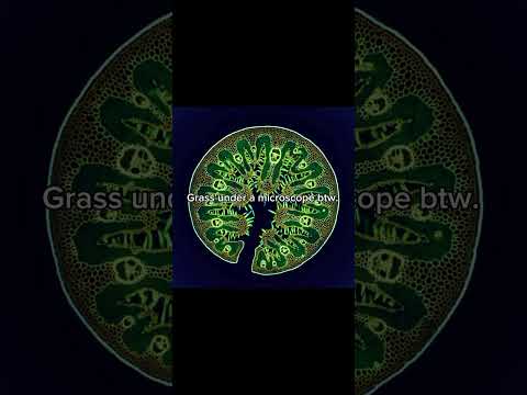 #grass