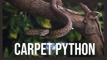 CARPET PYTHON: Meet Jodie (Zebra het. albino)