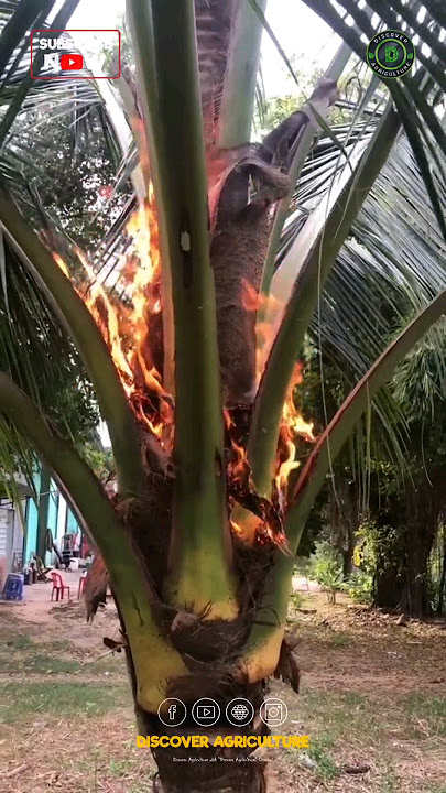 Kenapa mereka membakar pohon kelapa seperti ini..?🤔🔥