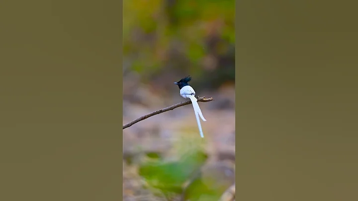 Most Beautiful Birds in the World | Breathtaking Beauty of Earth's Most Exquisite Birds | Relaxation