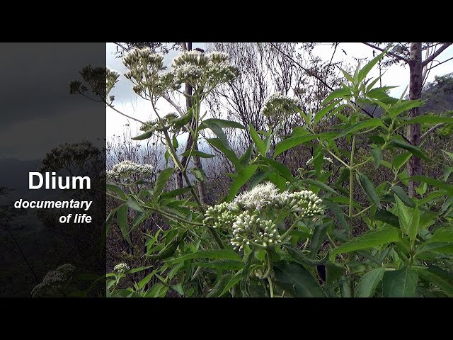 Kemitip (Austroeupatorium inulifolium) class=