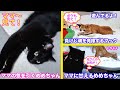 ＜2匹の猫通信＞「ほっこりライブ」ハッチ＆マック＋黒猫めめ 〜2020 09 15 - Cat Live Stream in Japan - Cat Life TV