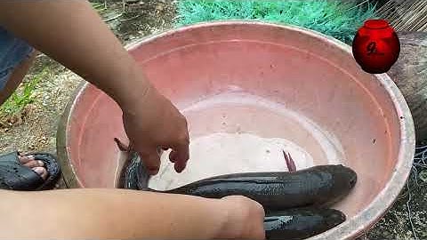 Cá lóc đồng - cách nhận biết chính xác 100 phần trăm